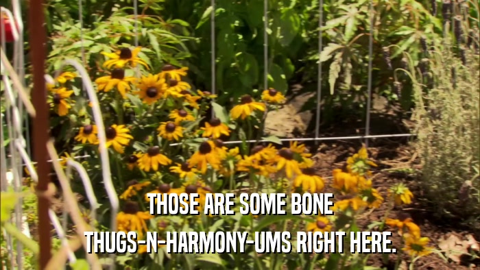 THOSE ARE SOME BONE THUGS-N-HARMONY-UMS RIGHT HERE. 