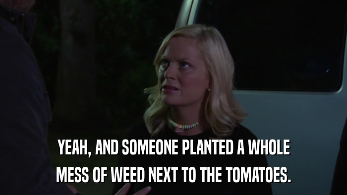 YEAH, AND SOMEONE PLANTED A WHOLE MESS OF WEED NEXT TO THE TOMATOES. 