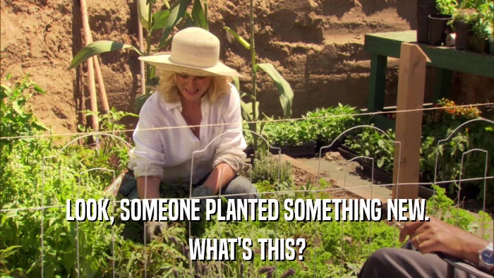 LOOK, SOMEONE PLANTED SOMETHING NEW. WHAT'S THIS? 