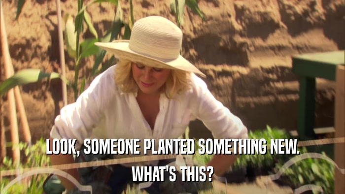 LOOK, SOMEONE PLANTED SOMETHING NEW. WHAT'S THIS? 
