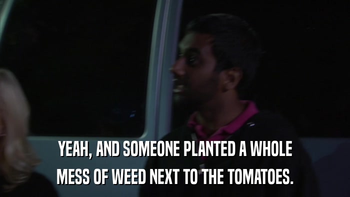 YEAH, AND SOMEONE PLANTED A WHOLE MESS OF WEED NEXT TO THE TOMATOES. 