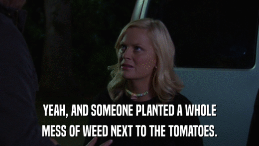 YEAH, AND SOMEONE PLANTED A WHOLE MESS OF WEED NEXT TO THE TOMATOES. 
