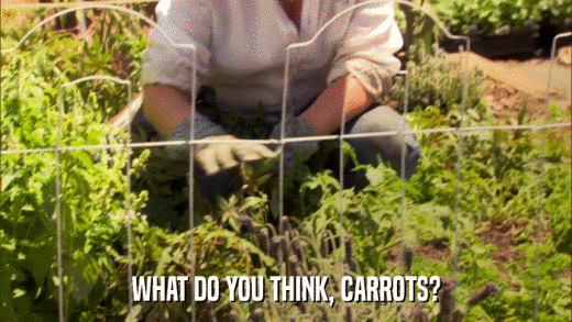 WHAT DO YOU THINK, CARROTS?  