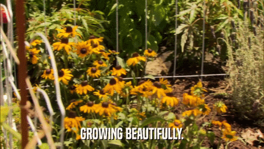 GROWING BEAUTIFULLY.  