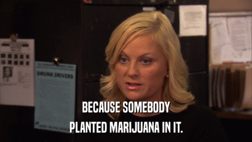BECAUSE SOMEBODY PLANTED MARIJUANA IN IT. 