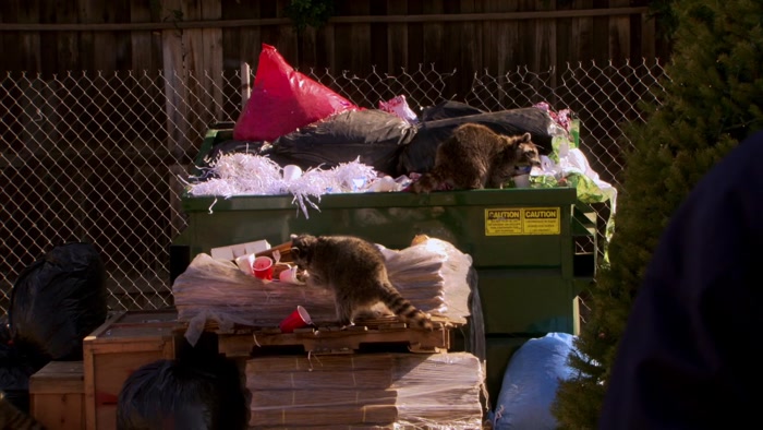I THOUGHT RACCOONS WERE SUPPOSED TO BE NOCTURNAL. 