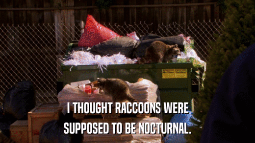 I THOUGHT RACCOONS WERE SUPPOSED TO BE NOCTURNAL. 