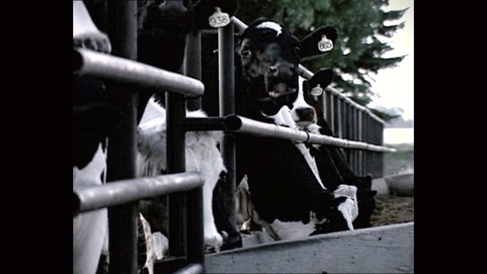 TO FATTEN UP THEIR COWS AND PIGS. 
