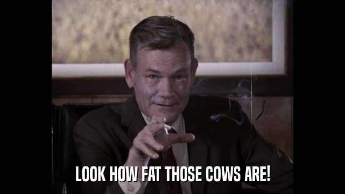 LOOK HOW FAT THOSE COWS ARE!  
