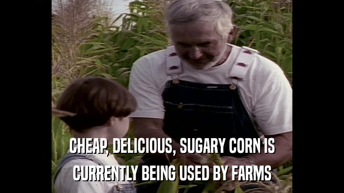 CHEAP, DELICIOUS, SUGARY CORN IS CURRENTLY BEING USED BY FARMS 