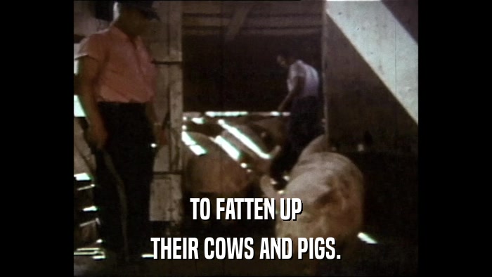 TO FATTEN UP THEIR COWS AND PIGS. 