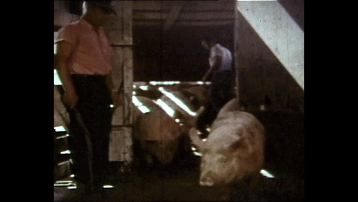 TO FATTEN UP THEIR COWS AND PIGS. 