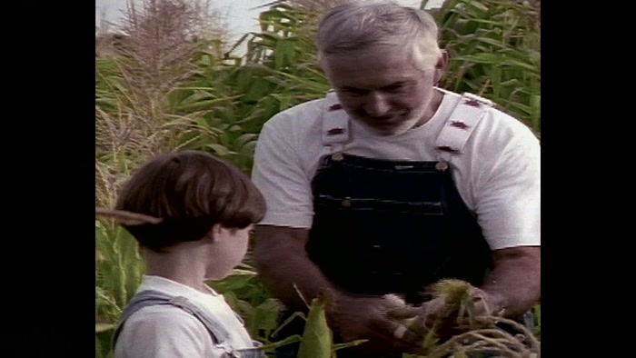 CHEAP, DELICIOUS, SUGARY CORN IS CURRENTLY BEING USED BY FARMS 