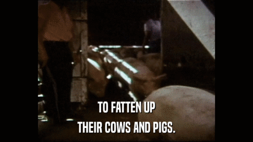 TO FATTEN UP THEIR COWS AND PIGS. 