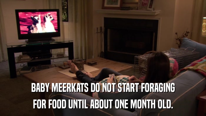 BABY MEERKATS DO NOT START FORAGING FOR FOOD UNTIL ABOUT ONE MONTH OLD. 
