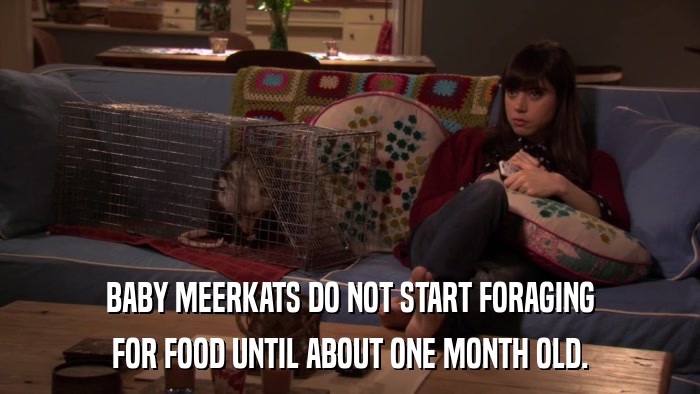 BABY MEERKATS DO NOT START FORAGING FOR FOOD UNTIL ABOUT ONE MONTH OLD. 