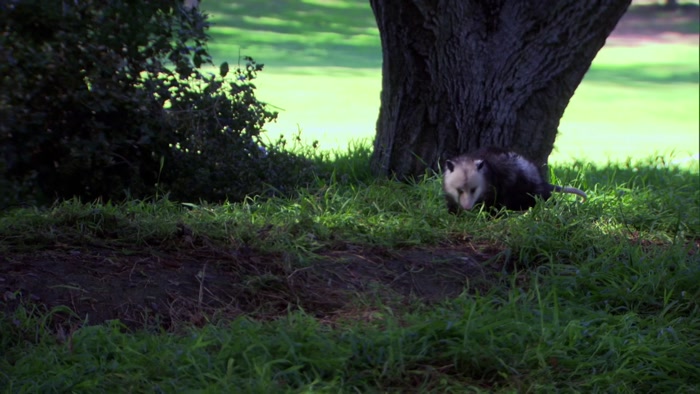 OKAY, WE MAY ONLY GET ONE CHANCE TO CATCH THIS THING, 