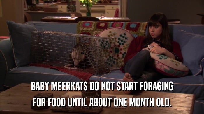 BABY MEERKATS DO NOT START FORAGING FOR FOOD UNTIL ABOUT ONE MONTH OLD. 