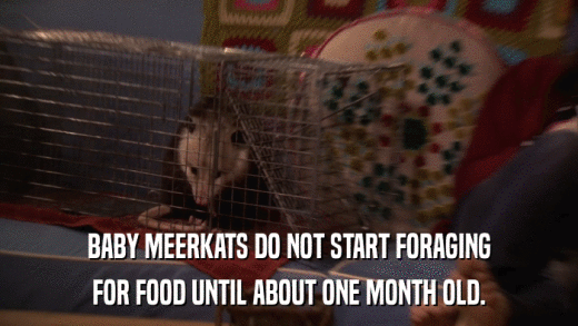 BABY MEERKATS DO NOT START FORAGING FOR FOOD UNTIL ABOUT ONE MONTH OLD. 