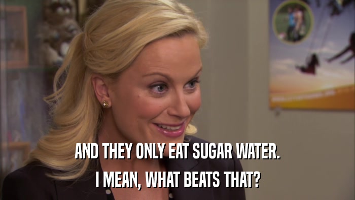 AND THEY ONLY EAT SUGAR WATER. I MEAN, WHAT BEATS THAT? 