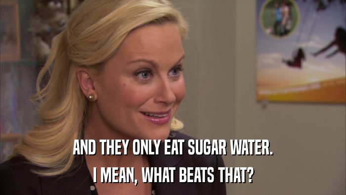 AND THEY ONLY EAT SUGAR WATER. I MEAN, WHAT BEATS THAT? 
