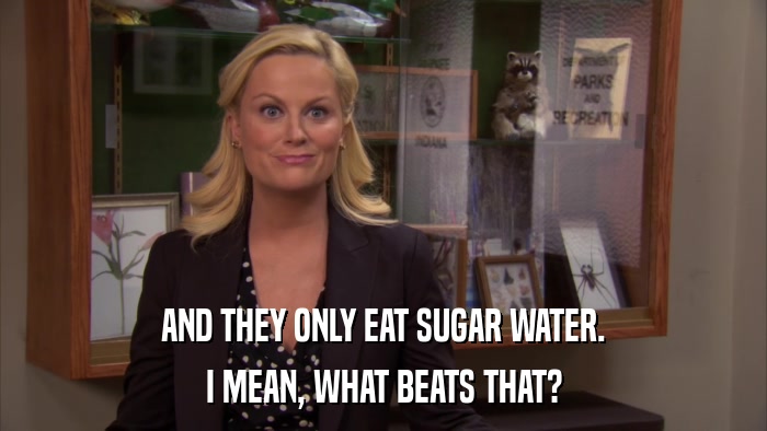 AND THEY ONLY EAT SUGAR WATER. I MEAN, WHAT BEATS THAT? 