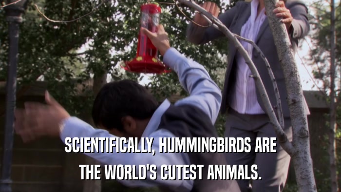 SCIENTIFICALLY, HUMMINGBIRDS ARE THE WORLD'S CUTEST ANIMALS. 