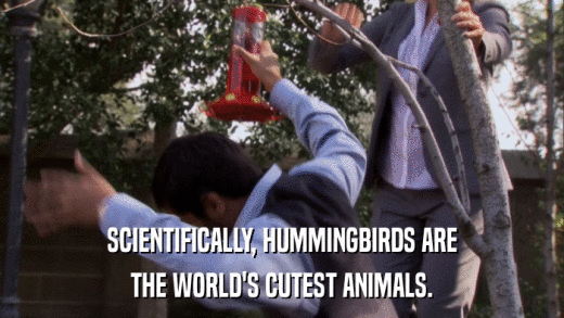 SCIENTIFICALLY, HUMMINGBIRDS ARE THE WORLD'S CUTEST ANIMALS. 