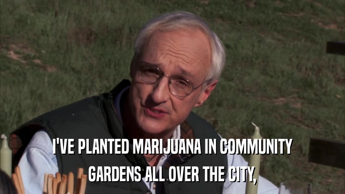 I'VE PLANTED MARIJUANA IN COMMUNITY GARDENS ALL OVER THE CITY, 