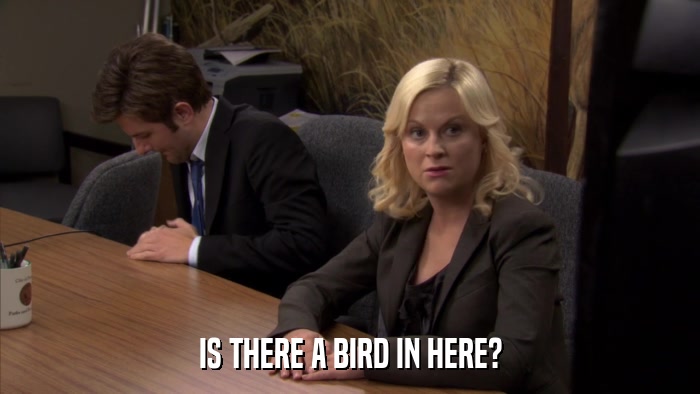 IS THERE A BIRD IN HERE?  