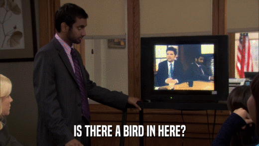IS THERE A BIRD IN HERE?  