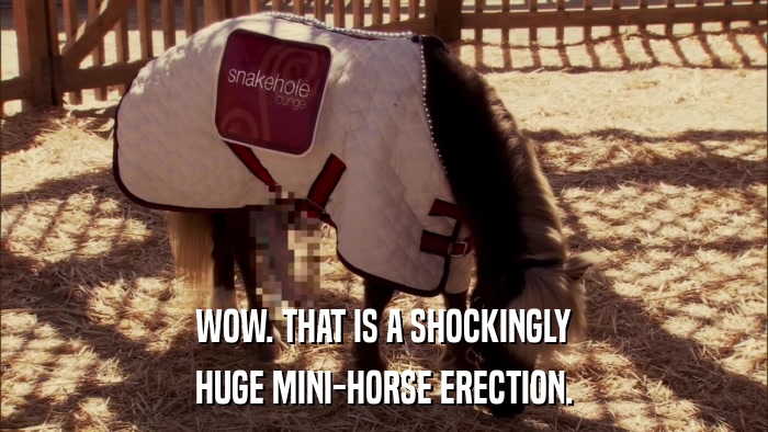 WOW. THAT IS A SHOCKINGLY HUGE MINI-HORSE ERECTION. 