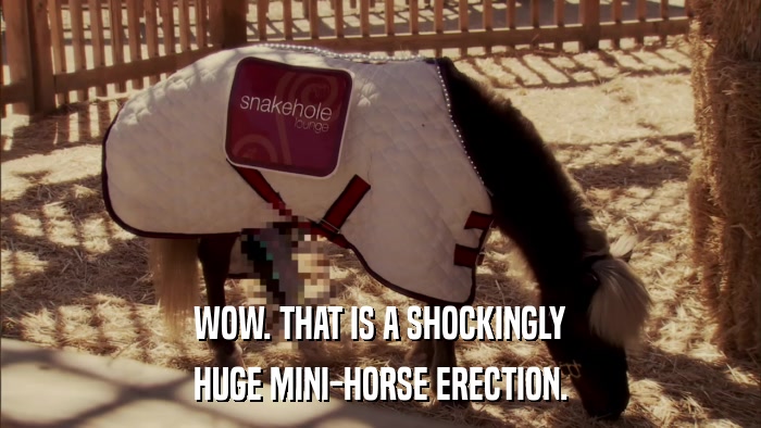WOW. THAT IS A SHOCKINGLY HUGE MINI-HORSE ERECTION. 