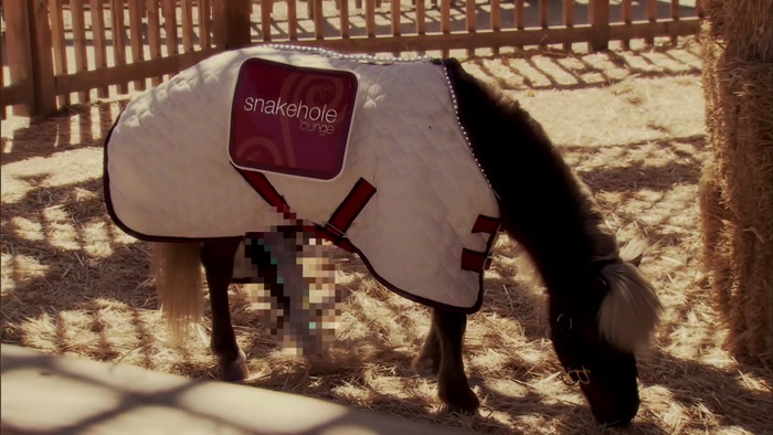 WOW. THAT IS A SHOCKINGLY HUGE MINI-HORSE ERECTION. 