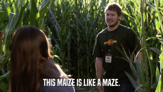 THIS MAIZE IS LIKE A MAZE.  