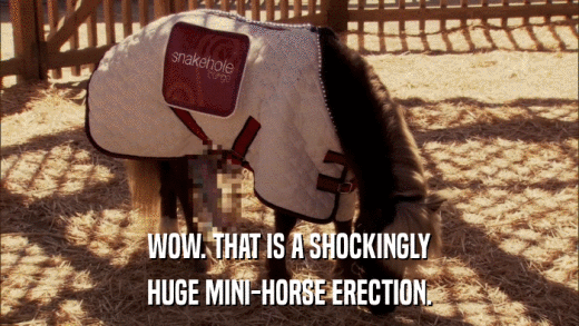 WOW. THAT IS A SHOCKINGLY HUGE MINI-HORSE ERECTION. 