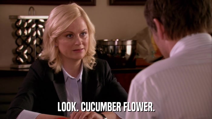 LOOK. CUCUMBER FLOWER.  