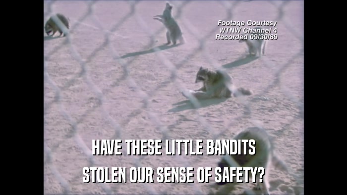 HAVE THESE LITTLE BANDITS STOLEN OUR SENSE OF SAFETY? 