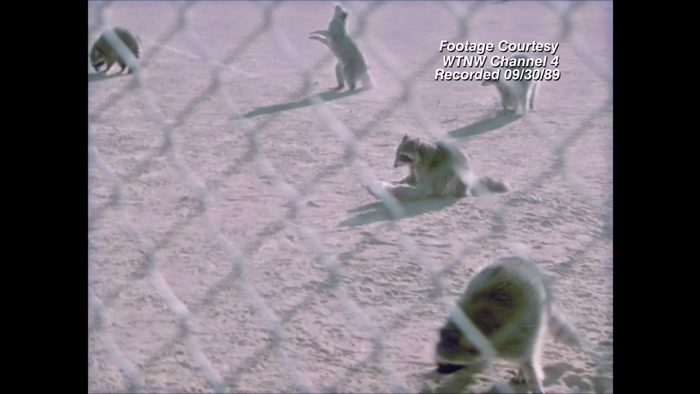 HAVE THESE LITTLE BANDITS STOLEN OUR SENSE OF SAFETY? 