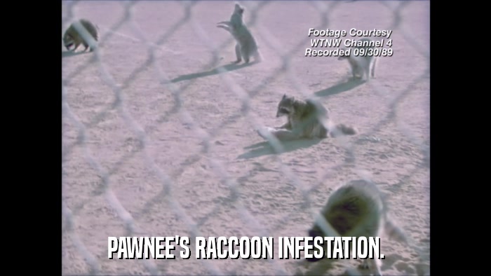 PAWNEE'S RACCOON INFESTATION.  