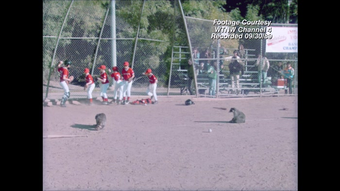 HAVE THESE LITTLE BANDITS STOLEN OUR SENSE OF SAFETY? 