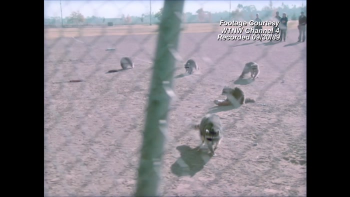 PAWNEE'S RACCOON INFESTATION.  