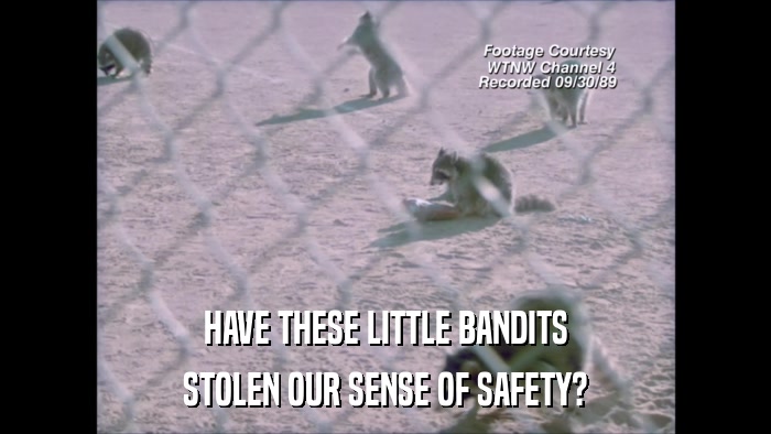 HAVE THESE LITTLE BANDITS STOLEN OUR SENSE OF SAFETY? 