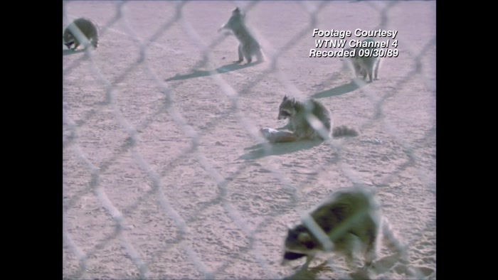 HAVE THESE LITTLE BANDITS STOLEN OUR SENSE OF SAFETY? 