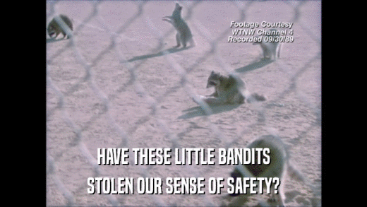 HAVE THESE LITTLE BANDITS STOLEN OUR SENSE OF SAFETY? 