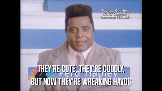 THEY'RE CUTE, THEY'RE CUDDLY, BUT NOW THEY'RE WREAKING HAVOC 