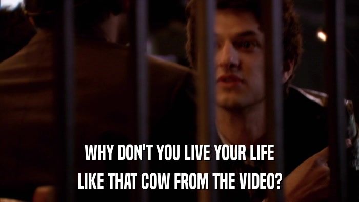 WHY DON'T YOU LIVE YOUR LIFE LIKE THAT COW FROM THE VIDEO? 