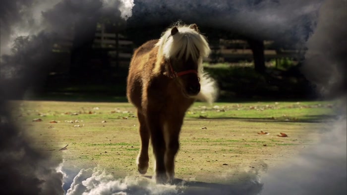 BECAUSE HE WAS A HORSE.  