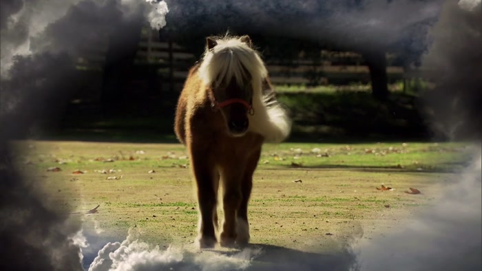 BECAUSE HE WAS A HORSE.  