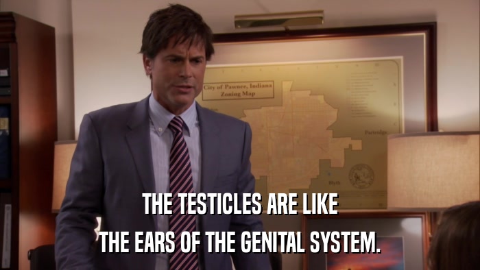 THE TESTICLES ARE LIKE THE EARS OF THE GENITAL SYSTEM. 